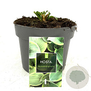 Hosta 'Fortunei Aureomarginata' GM 2,0L