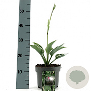 Hosta 'Francee' GM 2,0L