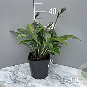 Hosta 'Halcyon' GM 2,0L