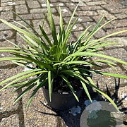 Liriope muscari 'Big Blue' GM 2,0L