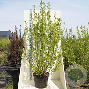 Magnolia kobus 200-250 cm cont. 55L meerstammig
