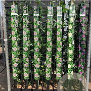 Passiflora 'Amethyst' 150-175 cm vierkant rond 5,5L