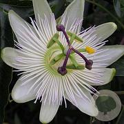 Passiflora caerulea 'Const.Elliott' 150-175 cm vierkant rond 5,5L