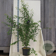 Prunus serrula 175-200 cm 20L meerstammig