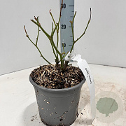 Rosa (F) Iceberg 10-15 cm C1.5