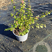 Symphoricarpos ch. 'Hancock' GM 1.5