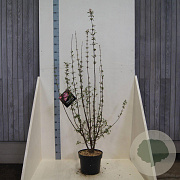 Viburnum bodn. 'Charles Lamont' 125-150 cm 10L
