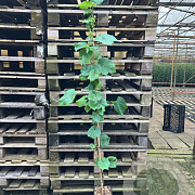 Vitis coignetiae 150-175 cm vierkant rond 5,5L