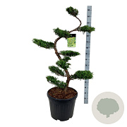 Juniperus pf. 'Pfitzeriana Aurea' 125 cm 45L bonsai