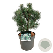 Pinus mugo 'Green Column' 30-40 cm 7,5L