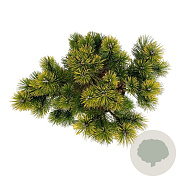 Pinus mugo 'Winter Gold' 40-50 cm 15L