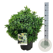 Picea omorika 'Nana' 50-60 cm 15L