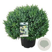 Picea omorika 'Nana' 60-80 cm 30L extra