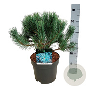 Pinus sylv. 'Watereri' 30-40 cm 7,5L