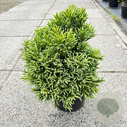 Cryptomeria japonica 'Dragon Prince' 30-40 cm 10L