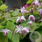 Epimedium y. 'Roseum' GM P9 BIO