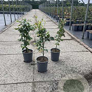 Fagus sylvatica 40-60 cm 3,5L
