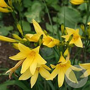 Hemerocallis lilioasphodelus GM P9 BIO