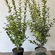 Ligustrum oval. 'Aureum' 100-125 cm 7,5L
