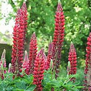 Lupinus 'My Castle' GM P9 BIO