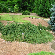 Picea abies 'Wingles Weeper' 70-80 cm 10L