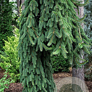 Picea abies 'Cobra' 70-80 cm 10L