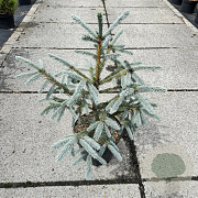 Picea engelmannii 'Blue Magoo' 60-70 cm 10L