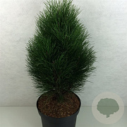 Pinus nigra 'Green Tower' 50-60 cm 10L