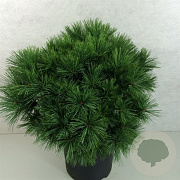 Pinus strobus 'Minima' 40-50 cm 10L