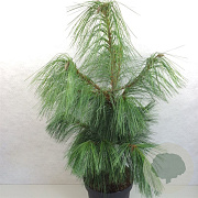 Pinus schwerinii 'Wiethorst' 40-50 cm 10L
