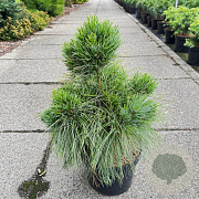 Pinus schwerinii 'Wiethorst' 50-60 cm 10L