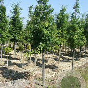Quercus frainetto 15-30 cm 2,5L