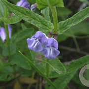 Scutellaria galericulata GM P9 BIO