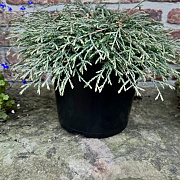 Thuja occidentalis 'Going Down' 40-50 cm 10L
