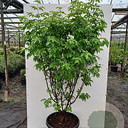 Acer griseum 175-200 cm 20L meerstammig