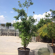 Acer griseum 200-250 cm cont. 70L meerstammig