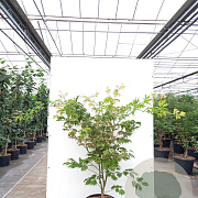 Acer japonicum 'Aconitifolium' 125-150 cm 20L meerstammig