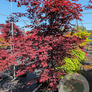 Acer palmatum 'Atropurpureum Novum' 200-250 cm cont. 70L meerstammig