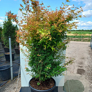 Acer palmatum 'Katsura' 150-175 cm cont. 70L meerstammig