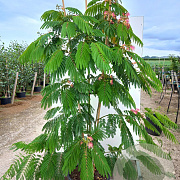 Albizia julibrissin 200-250 cm cont. 130L meerstammig
