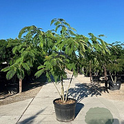 Albizia julibrissin 250-300 cm cont. 230L meerstammig