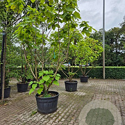 Catalpa bignonioides 'Aurea' 250-300 cm cont. 230L meerstammig