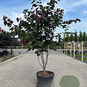 Cercis can. 'Forest Pansy' 175-200 cm 20L meerstammig