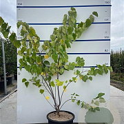 Cercis siliquastrum 125-150 cm 20L meerstammig