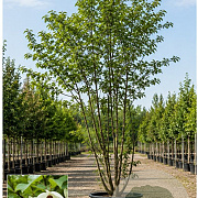 Davidia involucrata 200-250 cm cont. 70L meerstammig