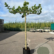 Platanus hispanica 20-25 HO cont. 230L 240 cm stam dakvorm