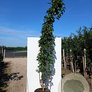 Prunus ser. 'Kanzan' 175-200 cm 20L meerstammig