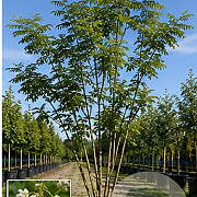 Styphnolobium japonicum 200-250 cm cont. 130L meerstammig