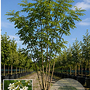 Styphnolobium japonicum 350-400 cm Cocoskluit meerstammig