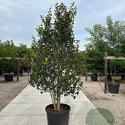 Parrotia persica Persian Spire 150-175 cm container 